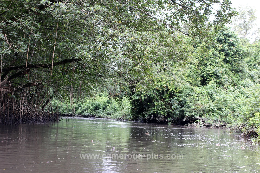 Cameroun, location bateau, visite des mangroves