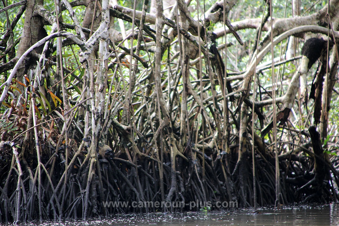 Cameroun, location bateau, visite des mangroves