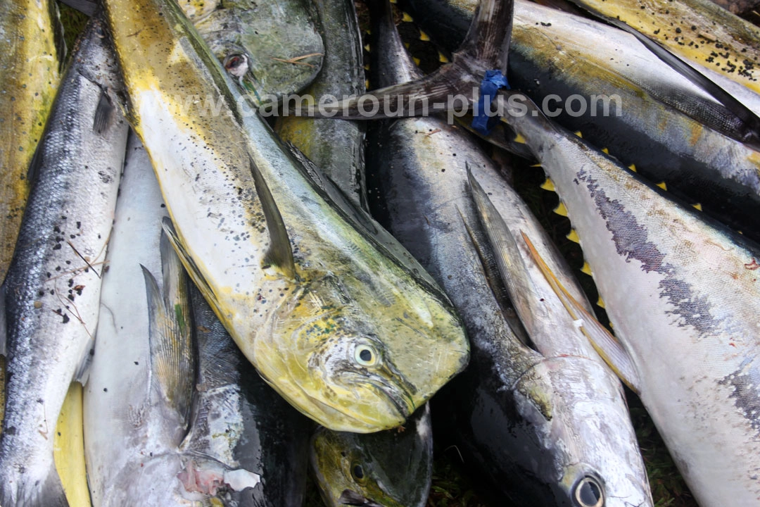 Cameroun, location bateau, pêche en estuaire