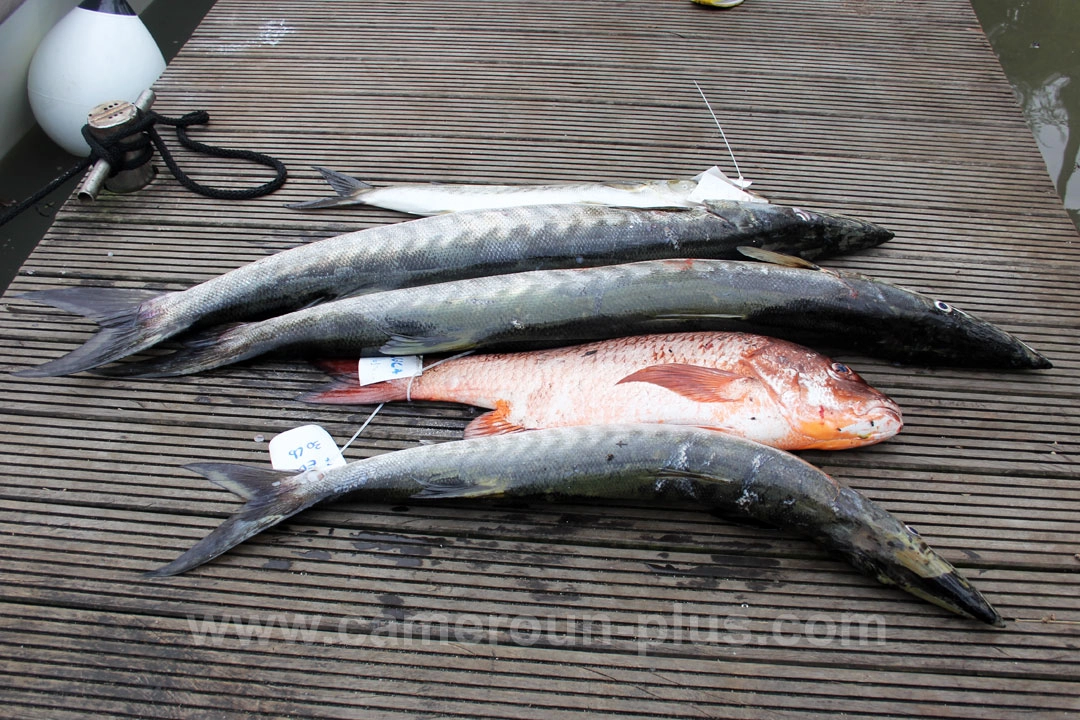 Cameroun, location bateau, pêche en estuaire