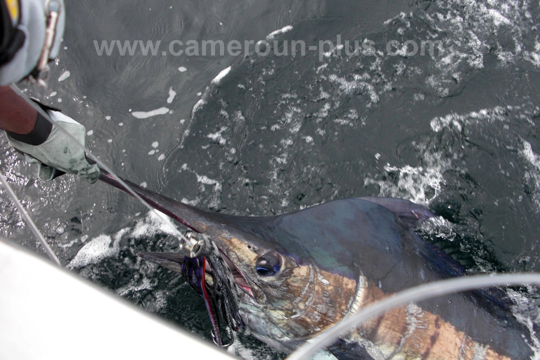 Cameroun, location bateau, pêche au gros