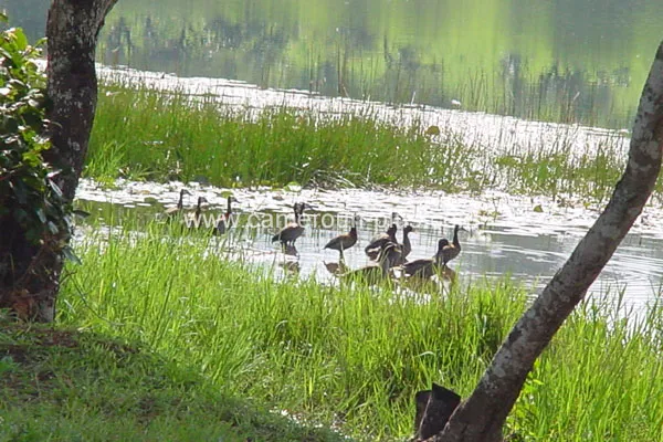 Cameroun, restaurant, Foumban, DOMAINE DU PETPENOUN