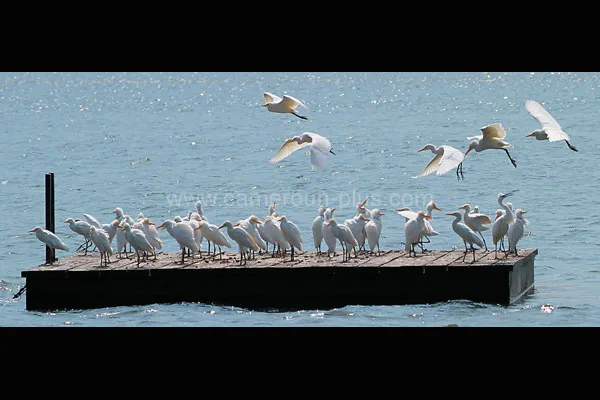 Cameroun, restaurant, Foumban, DOMAINE DU PETPENOUN