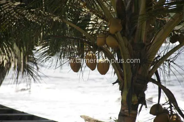 Cameroun, hôtel, Kribi, ELABE MARINE