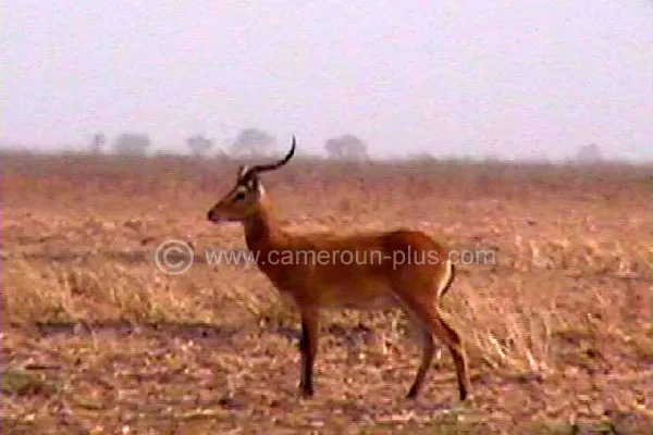 Cameroun, hôtel, Waza, CAMPEMENT DE WAZA