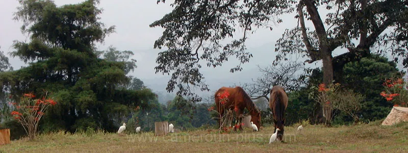 Cameroun, hôtel, Dschang, CENTRE CLIMATIQUE