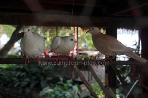 Cameroun, restaurant, Douala - Rivage Wouri, LES MANGROVES