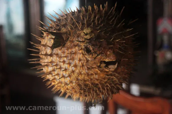 Cameroun, restaurant, Kribi, LE PLAISIR DU GOÛT