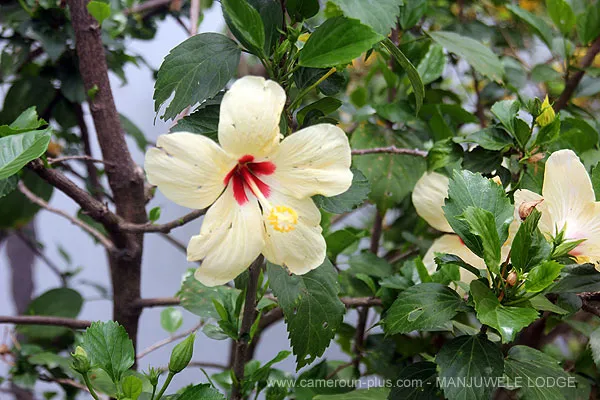 Cameroun, hôtel, Limbe, MANJUWELE LODGE