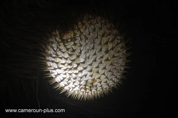 Cameroun, restaurant, Kribi, LE TETRAODON