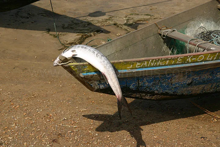 Cameroun, tourisme, MARCHE AUX POISSONS Cameroun, tourisme, MARCHE AUX POISSONS