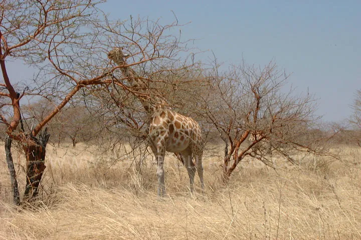 Cameroun, tourisme, PARC NATIONAL DE WAZA