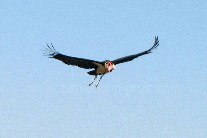 Cameroun, tourisme, PARC NATIONAL DE WAZA