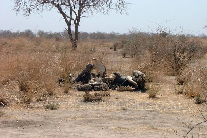 Cameroun, tourisme, PARC NATIONAL DE WAZA