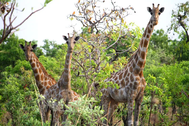 Cameroun, tourisme, PARC NATIONAL DE BOUBANDJIDA