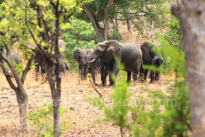 Cameroun, tourisme, PARC NATIONAL DE BOUBANDJIDA