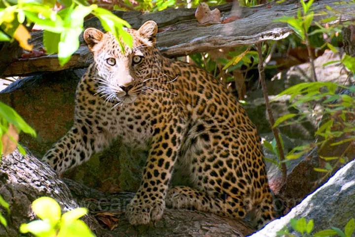 Cameroun, tourisme, PARC NATIONAL DE BOUBANDJIDA