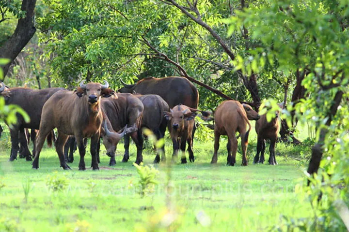 Cameroun, tourisme, PARC NATIONAL DE BOUBANDJIDA