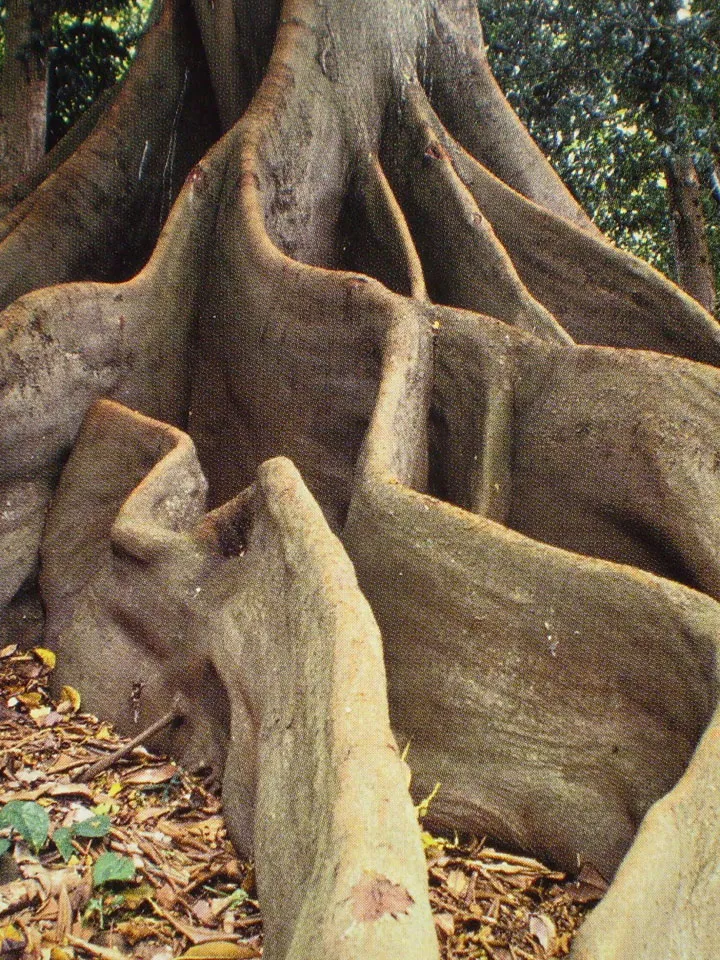 Cameroun, tourisme, PARC NATIONAL DE KORUP