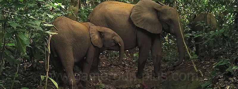 Cameroun, tourisme, RÉSERVE DU DJA