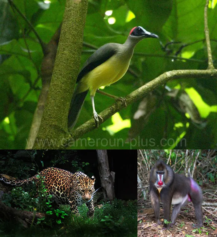 Cameroun, tourisme, RÉSERVE DU DJA