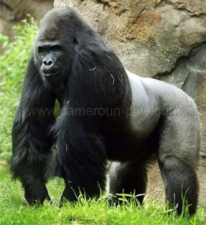 Cameroun, tourisme, RÉSERVE DU DJA