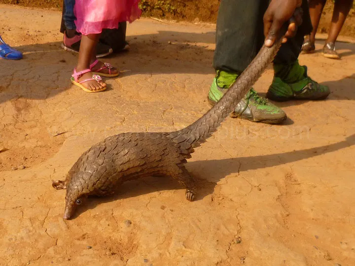 RÉSERVE DU DJA > Est > Site touristique au Cameroun