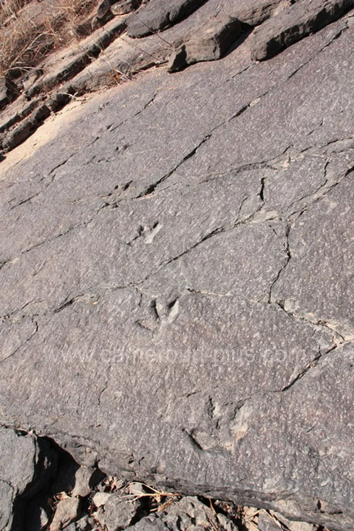 Cameroun, tourisme, DINOSAURES DE MANAGNA