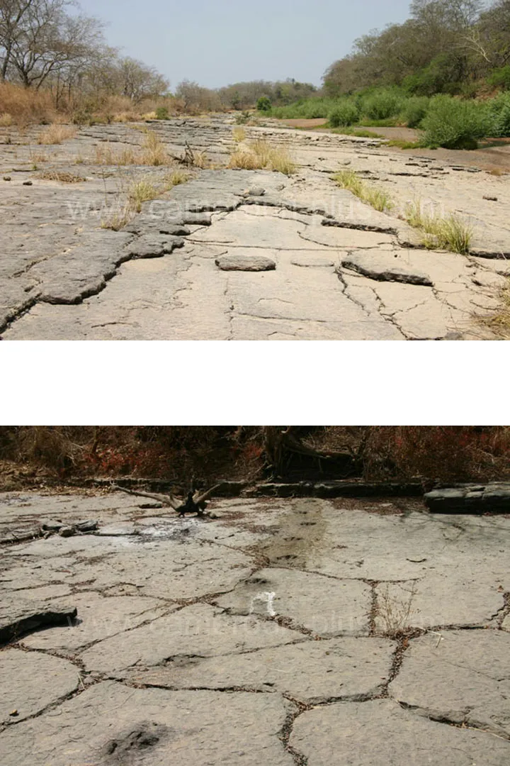 Cameroun, tourisme, DINOSAURES DE MANAGNA