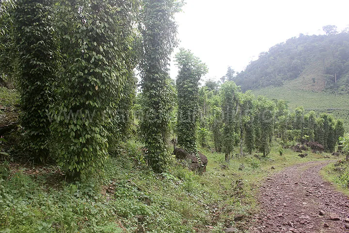 Cameroun, tourisme, POIVRE DE PENJA Cameroun, tourisme, POIVRE DE PENJA