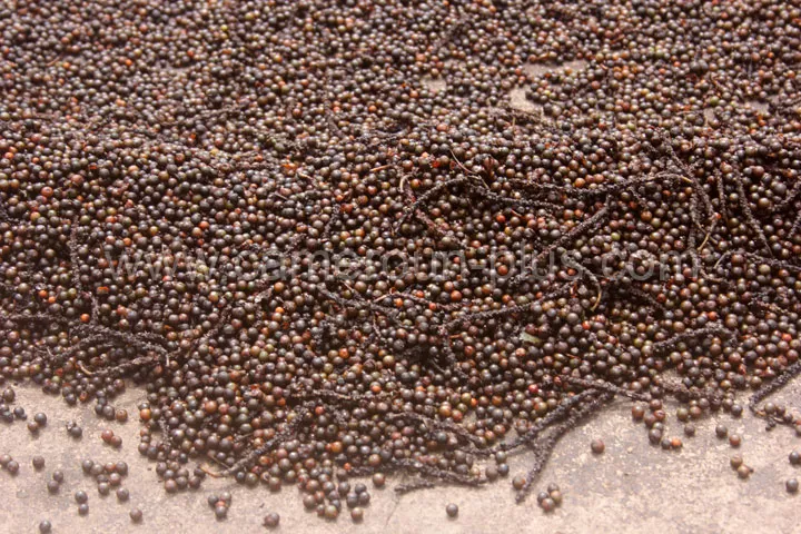 Cameroun, tourisme, POIVRE DE PENJA Cameroun, tourisme, POIVRE DE PENJA