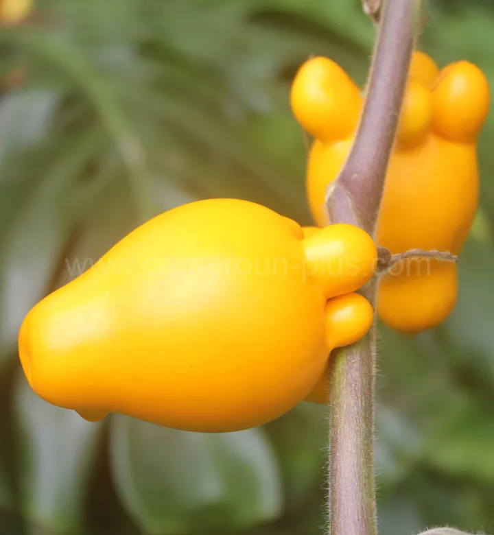 Cameroun, tourisme, PLANTATION CAPLAIN