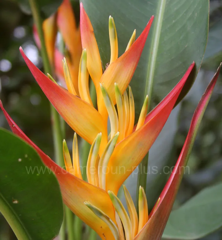 Cameroun, tourisme, PLANTATION CAPLAIN