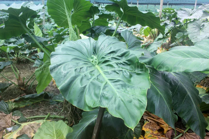 Cameroun, tourisme, PLANTATION CAPLAIN