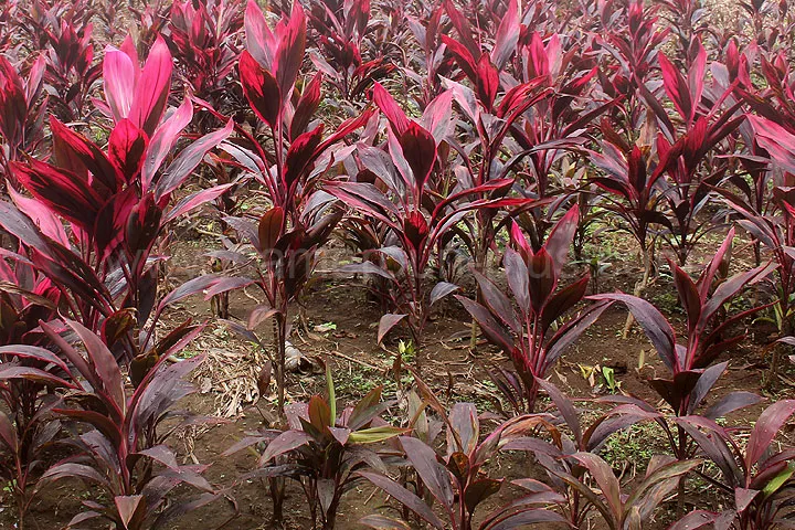 Cameroun, tourisme, PLANTATION CAPLAIN