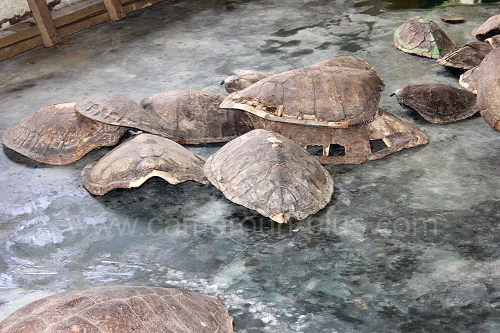 Cameroun, tourisme, LA MAISON DES TORTUES Cameroun, tourisme, LA MAISON DES TORTUES