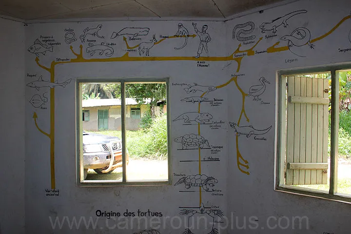 Cameroun, tourisme, LA MAISON DES TORTUES Cameroun, tourisme, LA MAISON DES TORTUES
