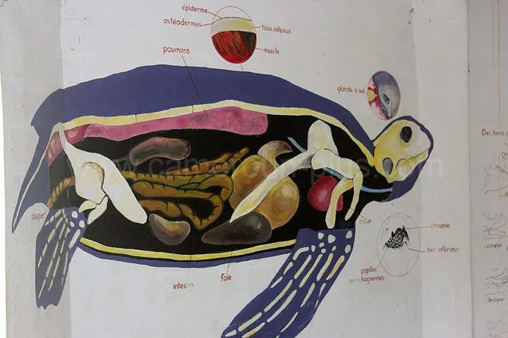 Cameroun, tourisme, LA MAISON DES TORTUES Cameroun, tourisme, LA MAISON DES TORTUES