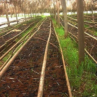 Cameroun, tourisme, NDAWARA TEA ESTATE Cameroun, tourisme, NDAWARA TEA ESTATE