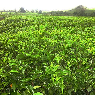 Cameroun, tourisme, NDAWARA TEA ESTATE Cameroun, tourisme, NDAWARA TEA ESTATE