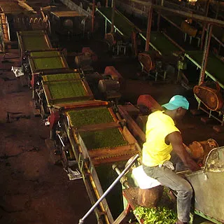 Cameroun, tourisme, NDAWARA TEA ESTATE Cameroun, tourisme, NDAWARA TEA ESTATE