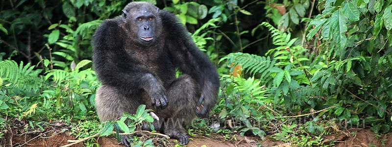 Cameroun, tourisme, PONGO-SONGO