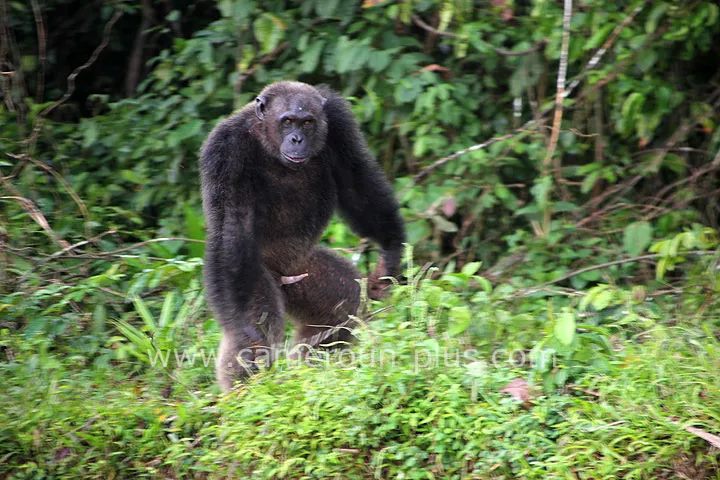 Cameroun, tourisme, PONGO-SONGO Cameroun, tourisme, PONGO-SONGO