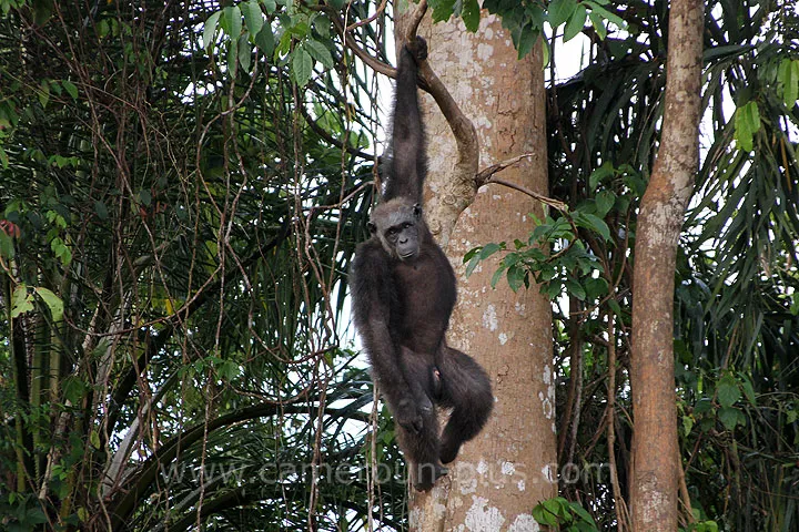 Cameroun, tourisme, PONGO-SONGO Cameroun, tourisme, PONGO-SONGO