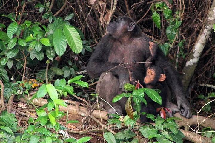 Cameroun, tourisme, PONGO-SONGO Cameroun, tourisme, PONGO-SONGO