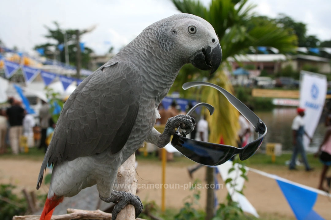 21ème Challenge international de pêche sportive du Cameroun (2009) 21ème Challenge international de pêche sportive du Cameroun (2009)