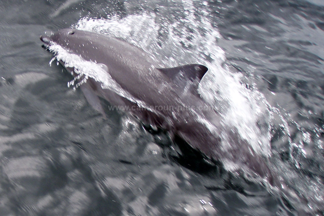21ème Challenge international de pêche sportive du Cameroun (2009) 21ème Challenge international de pêche sportive du Cameroun (2009)