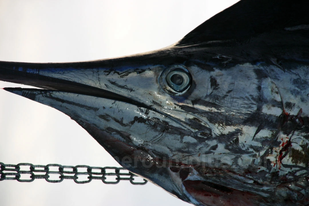 19ème Challenge international de pêche sportive du Cameroun (2007)