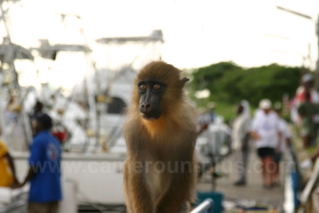 19ème Challenge international de pêche sportive du Cameroun (2007)