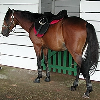 Sports & Loisirs au Cameroun